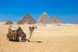 camello en egipto