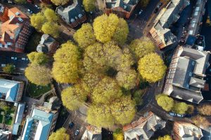 Lo que funcionó esta semana: ciudades boscosas, bolsas comestibles y más noticias positivas