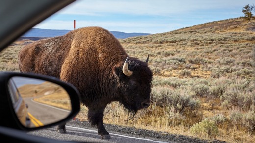 Los bisontes de Yellowstone no son dóciles ni temen a los visitantes.