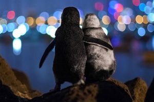 Foto de dos tiernos pingüinos en St Kilda gana el premio mundial de fotografía