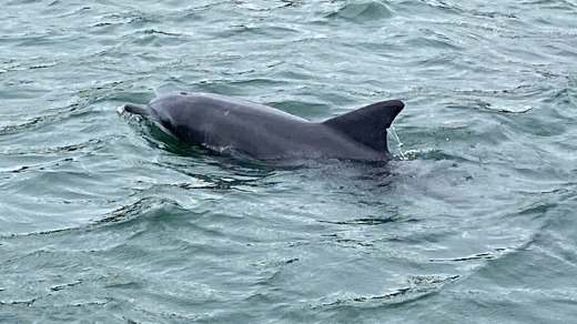 Un delfín siguió al barco en un crucero en Jervis Bay, buceando debajo de él solo para aparecer al otro lado con una amplia sonrisa.