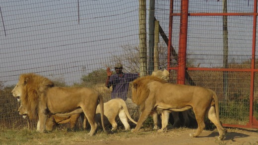 Los leones se mantienen en condiciones poco saludables y poco éticas, dicen los conservacionistas, y se crían para eventualmente ser asesinados y sus ...