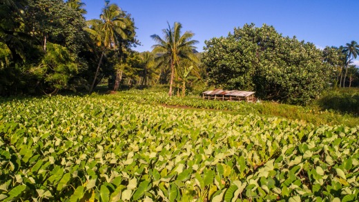 Muchos lugareños han regresado a las plantaciones familiares para cultivar cultivos básicos debido al colapso de la industria del turismo.