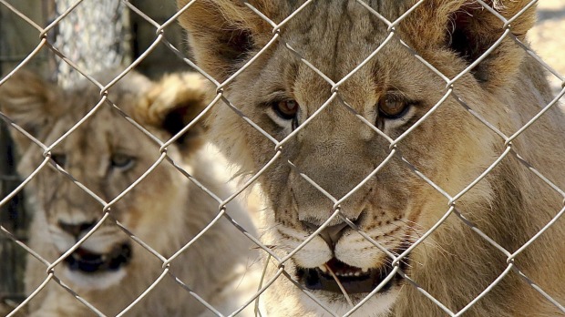 La nueva política prohibirá el mantenimiento y la cría de leones en cautiverio y el uso de partes de león en cautiverio para ...