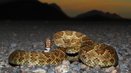 La serpiente de cascabel de Mojave es una de las serpientes más mortíferas del mundo.