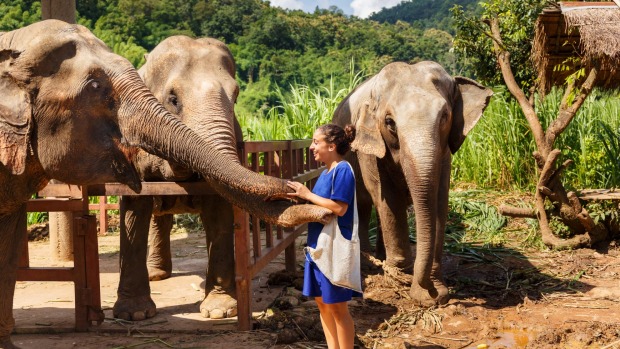 Elefantes tailandeses en un santuario en Chiang Mai.