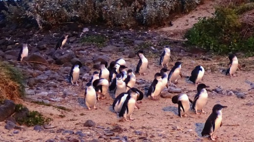 Ver el desfile de pingüinos de Phillip Island en línea fue uno de los favoritos del cierre.