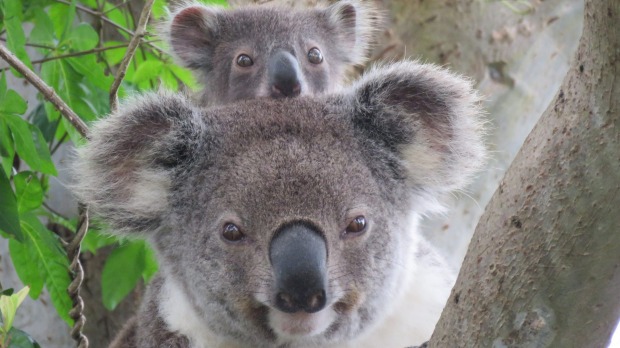 Tours virtuales de vida silvestre: los koalas de Byron Bay son las nuevas estrellas de la realidad