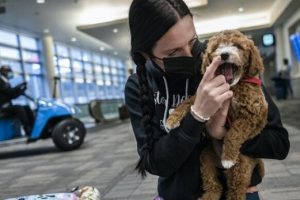 Viajar con mascotas: cachorros acompañantes de la pandemia "Flight Nannies" en sus nuevos hogares